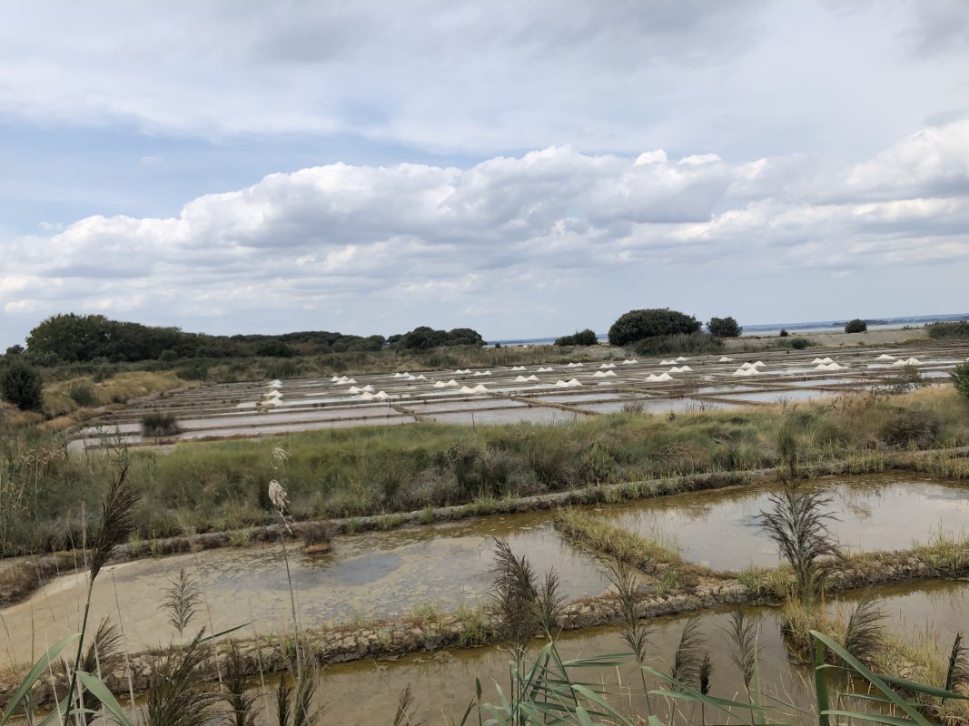 IMG_4762.jpeg