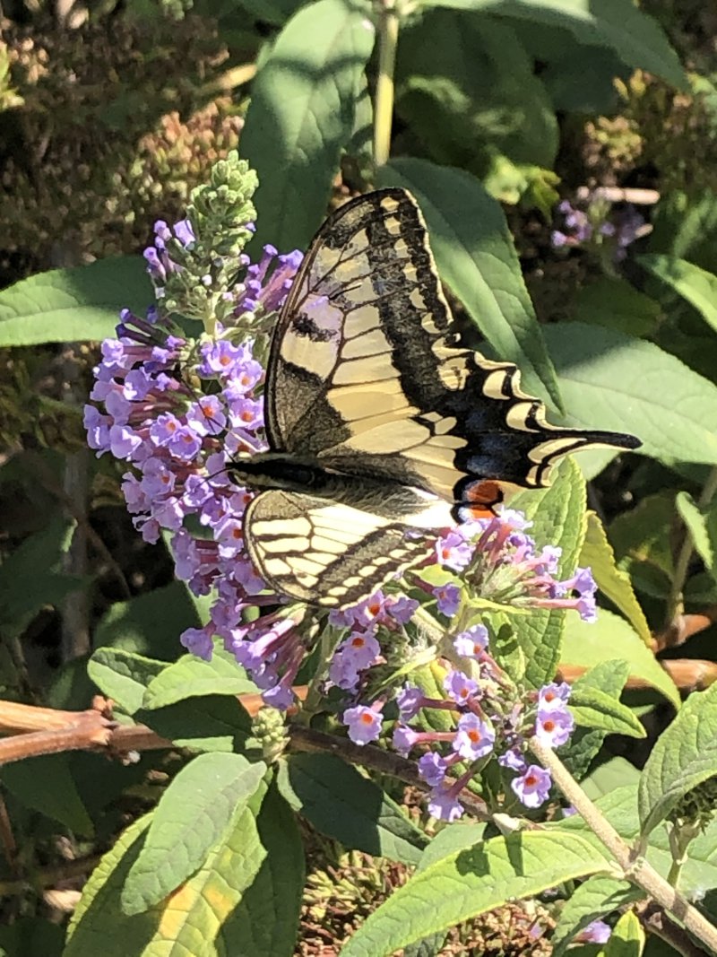 IMG_4892.jpeg